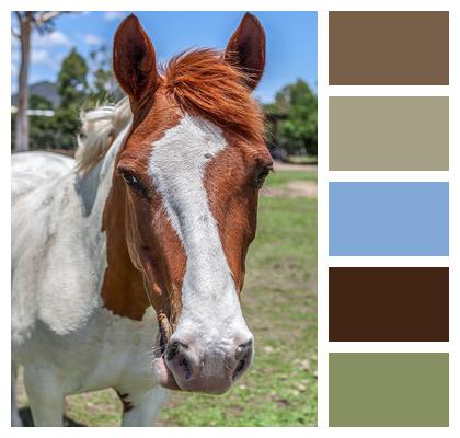 Horse Rescue Horse Paint Horse Image